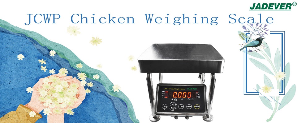 سيناريوهات التطبيق وأهمية مقياس وزن الدجاج